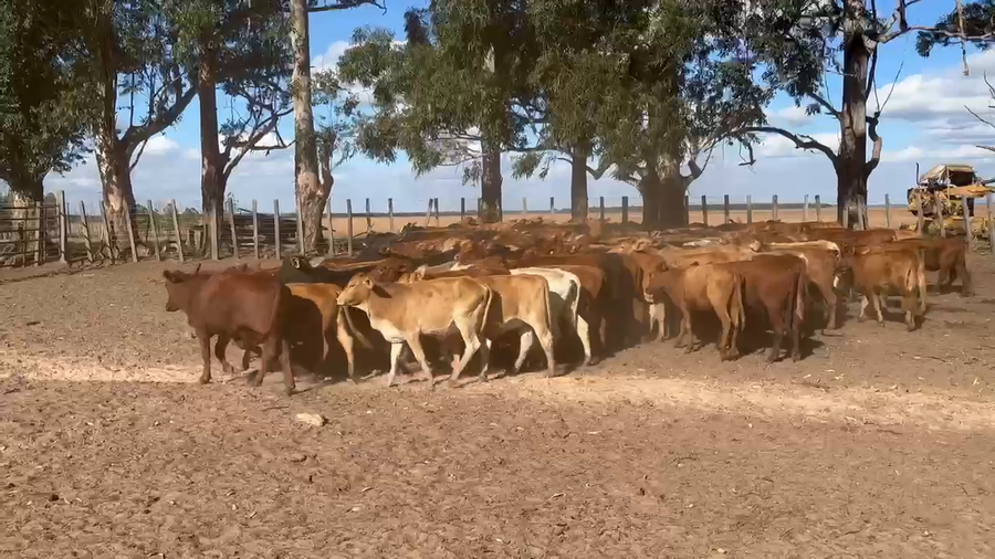 Lote 90 Vaquillonas en Corrientes, Virasoro