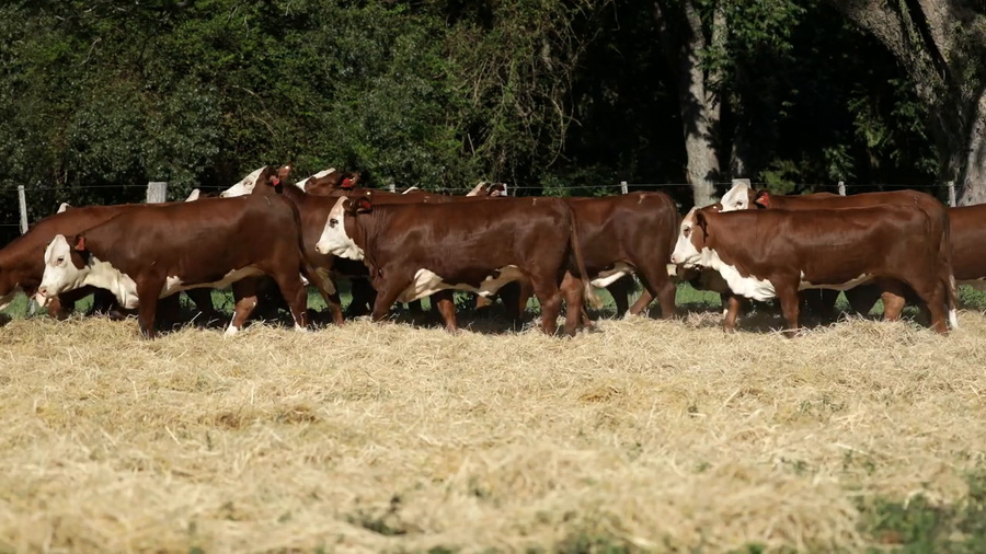 Lote Vaquilla Para Servicio