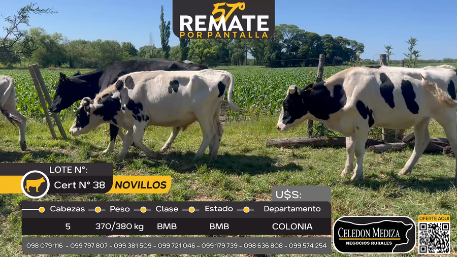 Lote 5 Novillos en Otra Localidad, Colonia