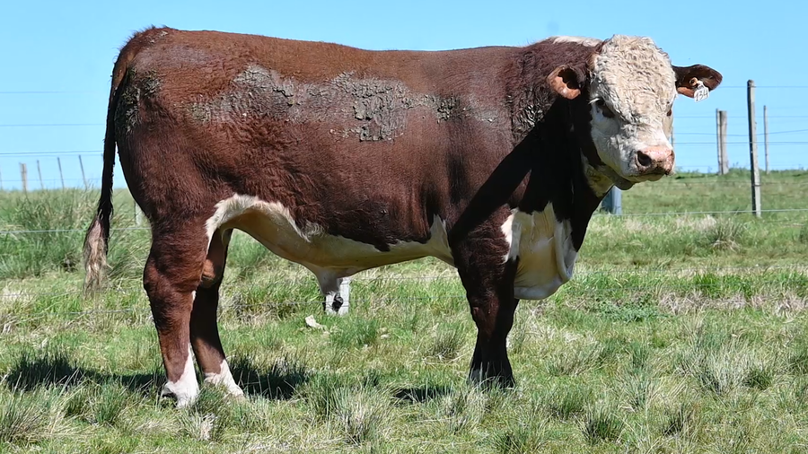 Lote 3 TOROS PEDIGREE DE 2 AÑOS