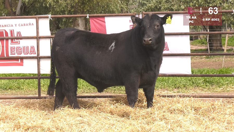 Lote TOROS ANGUS NEGROS  PC