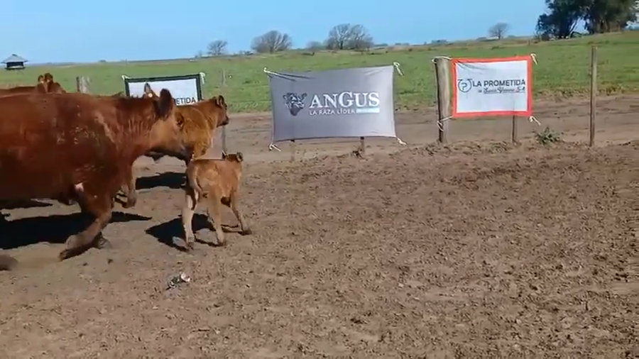 Lote Vaquillonas M.A.S de 3 años Santa Yvone