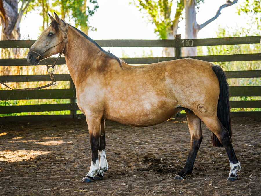Lote SANTACRUCEÑA EMBLEMA