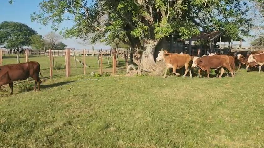 Lote 80 Vaquillonas