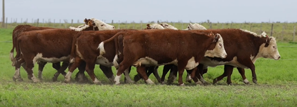 Lote VIENTRES PREÑADOS(CORRAL 51)