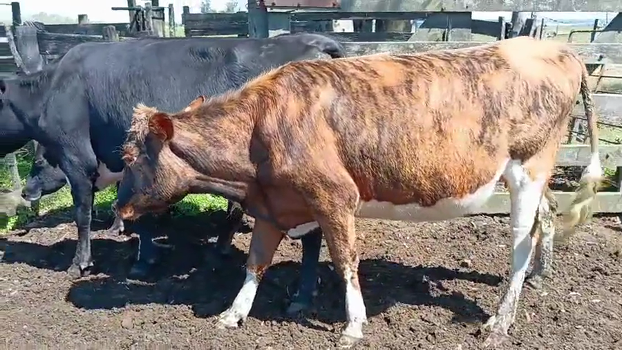 Lote 3 Vaquillonas  a remate en Pantalla Camy 450kg - , San José
