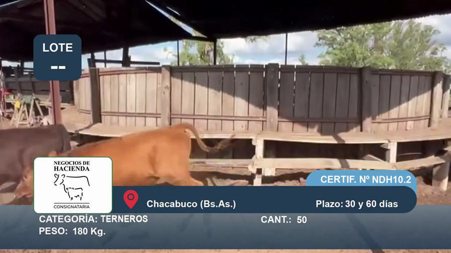 Lote 50 Terneros en Buenos Aires, Chacabuco