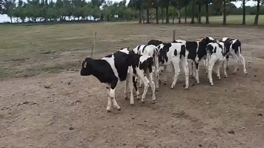 Lote (Vendido)10 Terneros Holando a remate en #45 Pantalla Carmelo  70kg -  en Viboras y Vacas