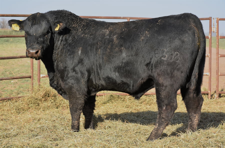 Lote TOROS (Corral 17)