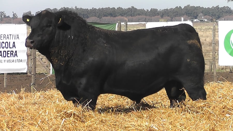 Lote TOROS PUROS POR CRUZA