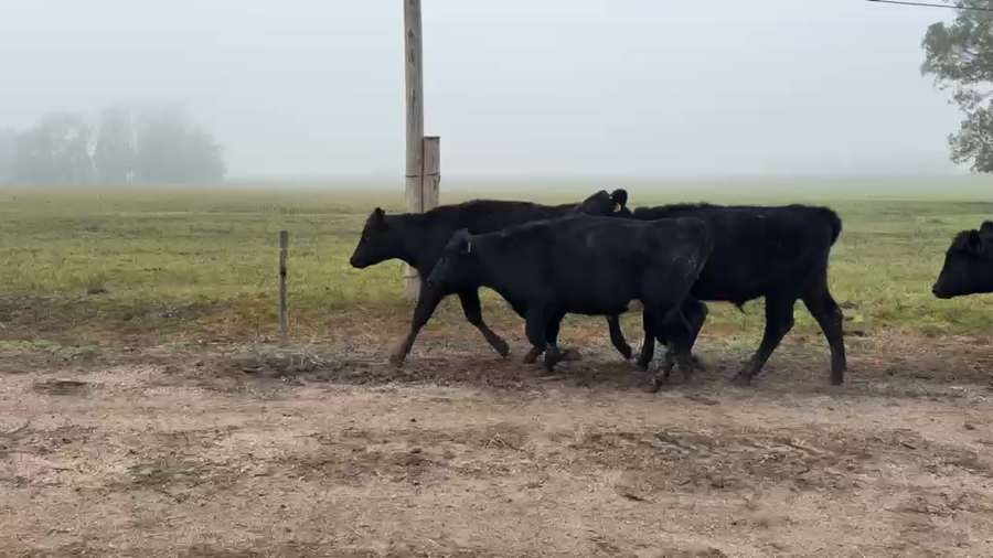 Lote NOVILLOS 1 a 2 AÑOS