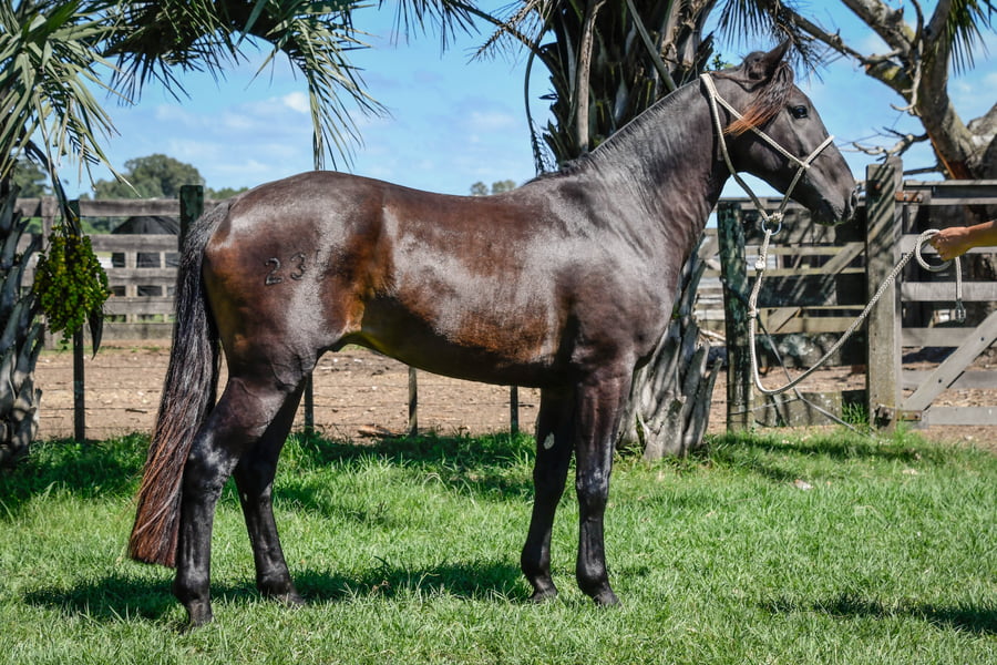 Lote TUMBERO LA CALAVERA