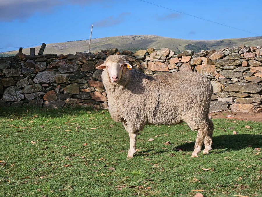 Lote (Vendido)Carneros a remate en Subasta Online - Nambi Guasu, Lavalleja
