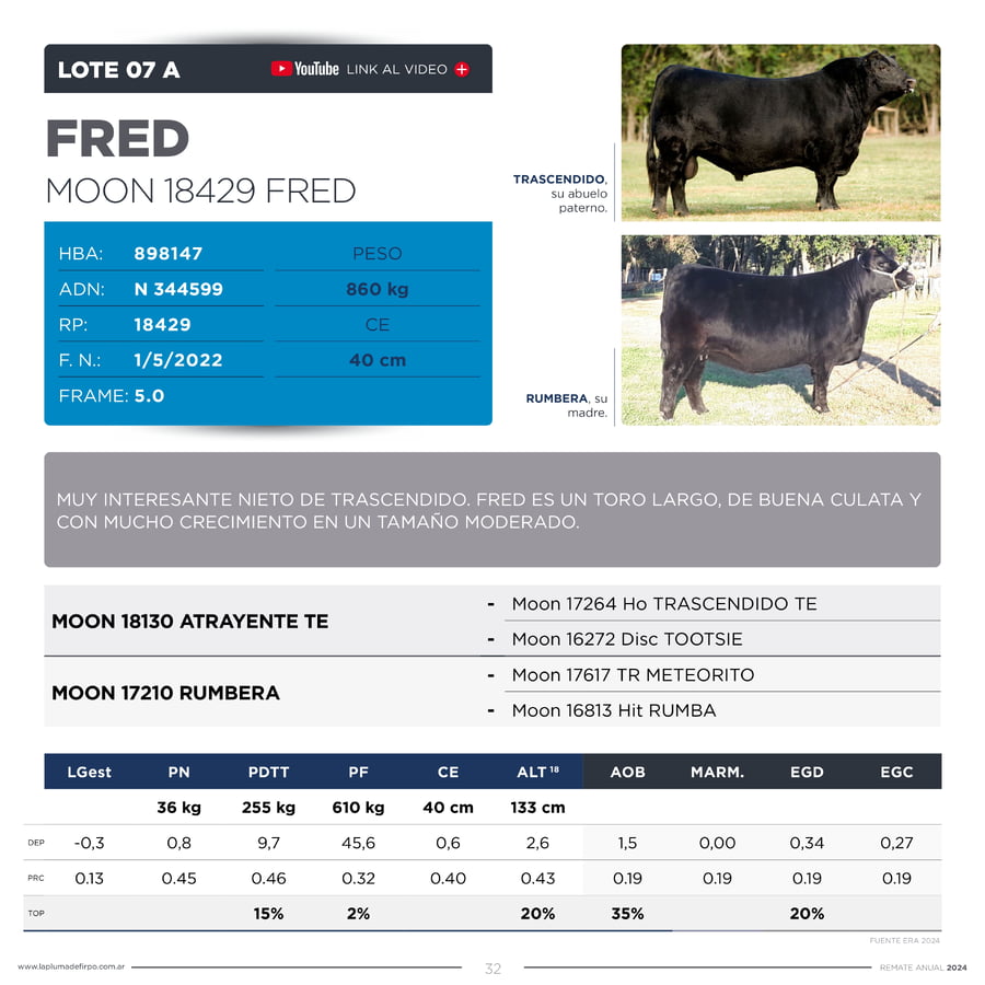 Lote TOROS PP DESTACADOS