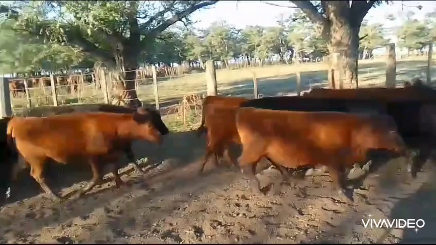 Lote 108 Terneros/as