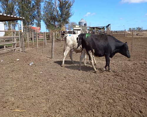 Lote Lote 39 Monzoni Servicios Agropecuarios