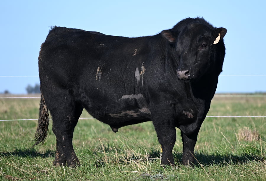 Lote TOROS PUROS DE PEDIGREE