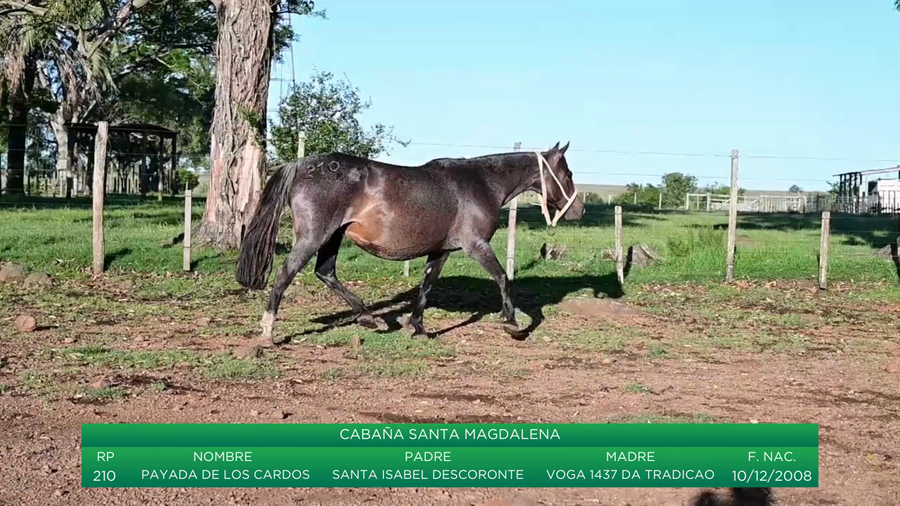 Lote Payada de los Cardos