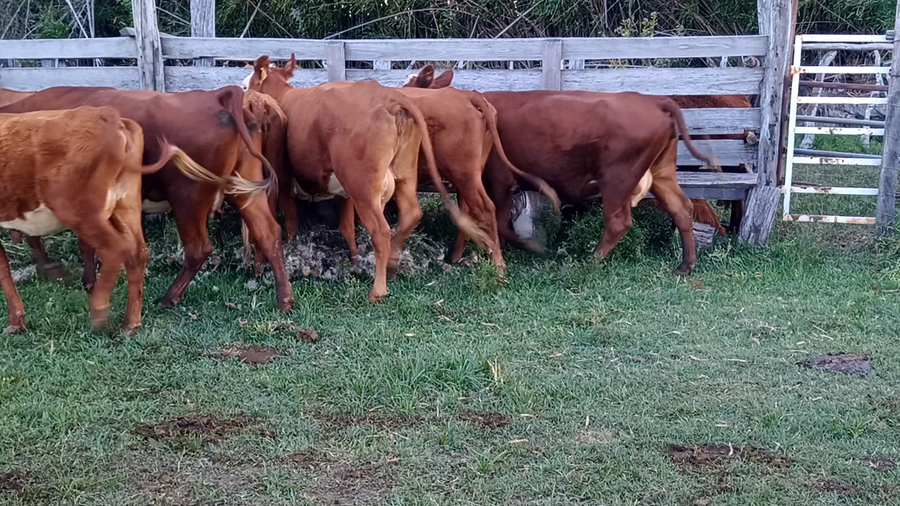 Lote 8 Vacas de invernar en Corrientes, Mocoretá