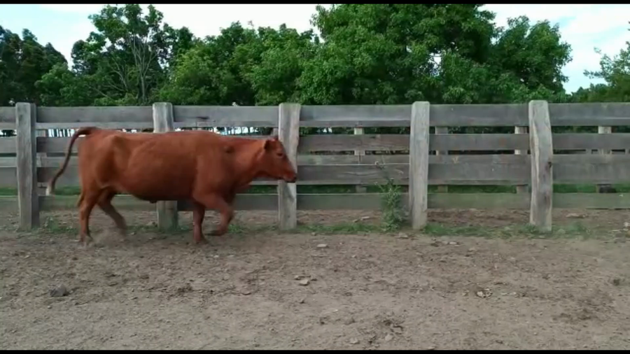 Lote 31 Vacas preñadas en Bañado de Medina, Cerro Largo