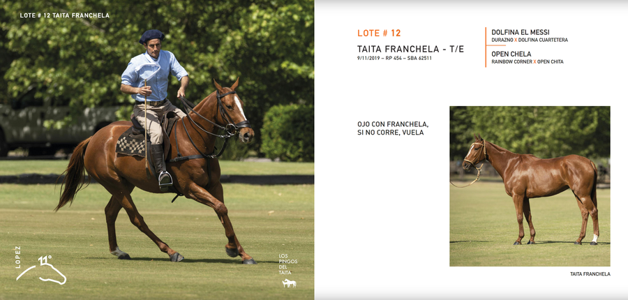 Lote TAITA FRANCHELA - T/E (DOLFINA EL MESSI - OPEN CHELA)