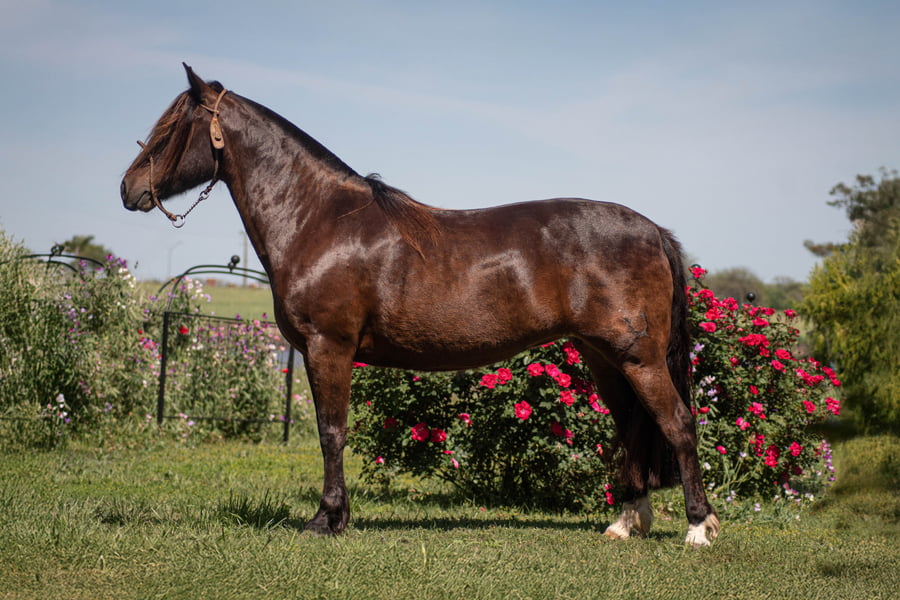 Lote PORÁ FRANCISCA