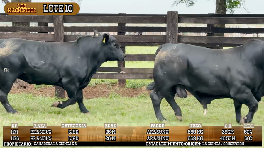 Lote LOTE 10 - VIVO