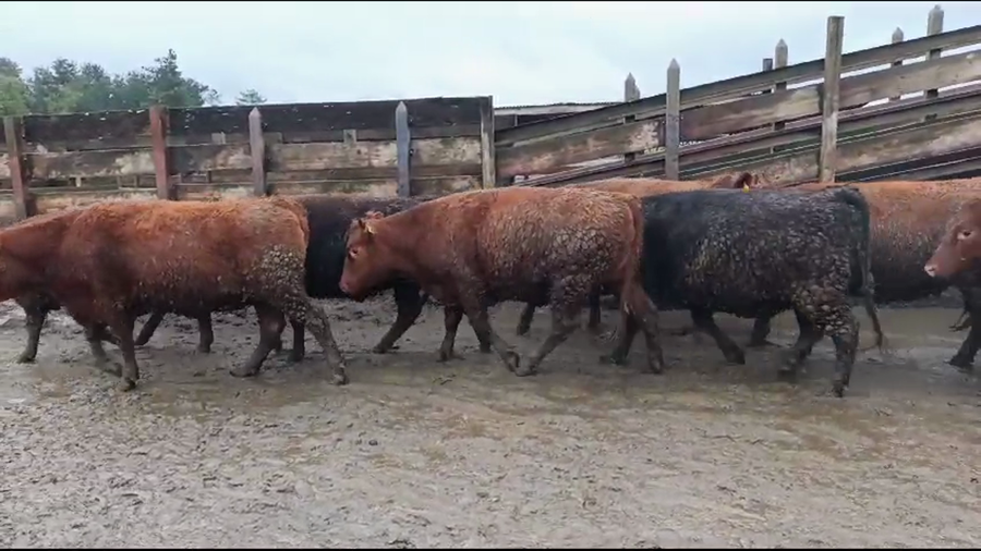 Lote 20 Vaquilla Gorda en Los Ángeles, VIII Región Biobío