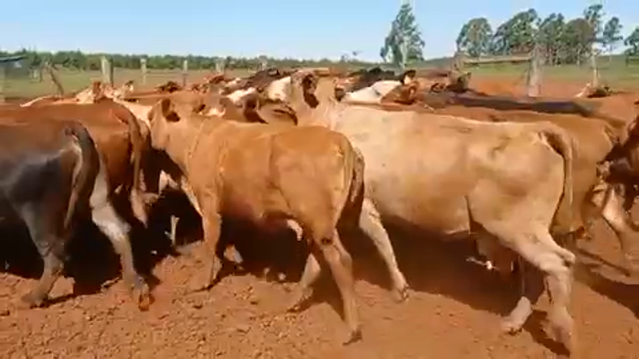 Lote 55 Vacas de invernar en Virasoro, Corrientes