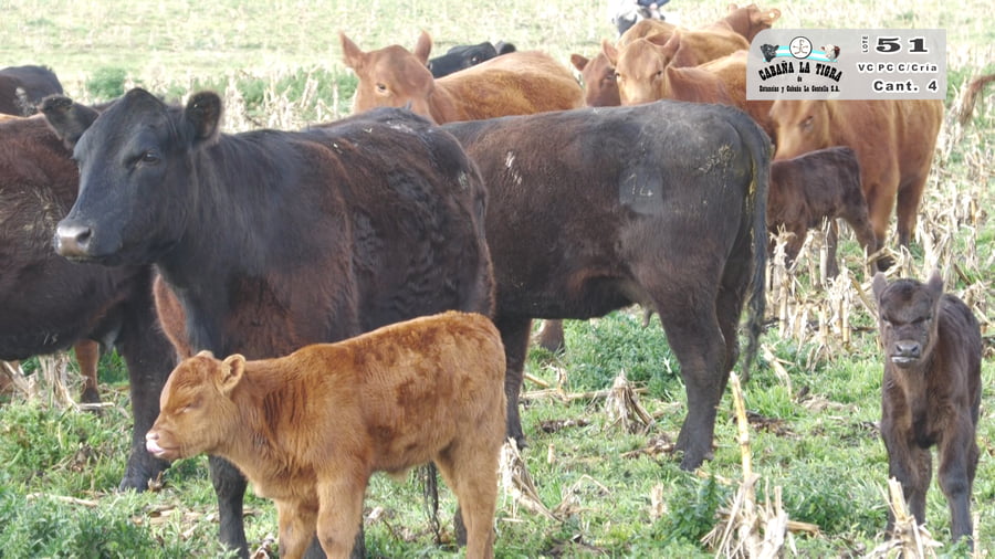 Lote VAQUILLONAS PC NEGRAS PARIDAS