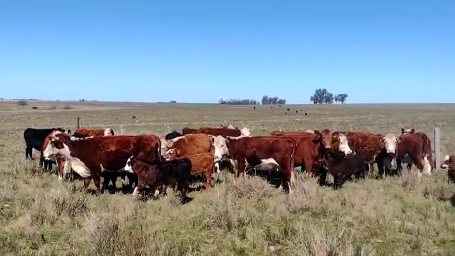 Lote 30 Piezas de cría a remate en PANTALLA FEDERICO GARLAND, Florida