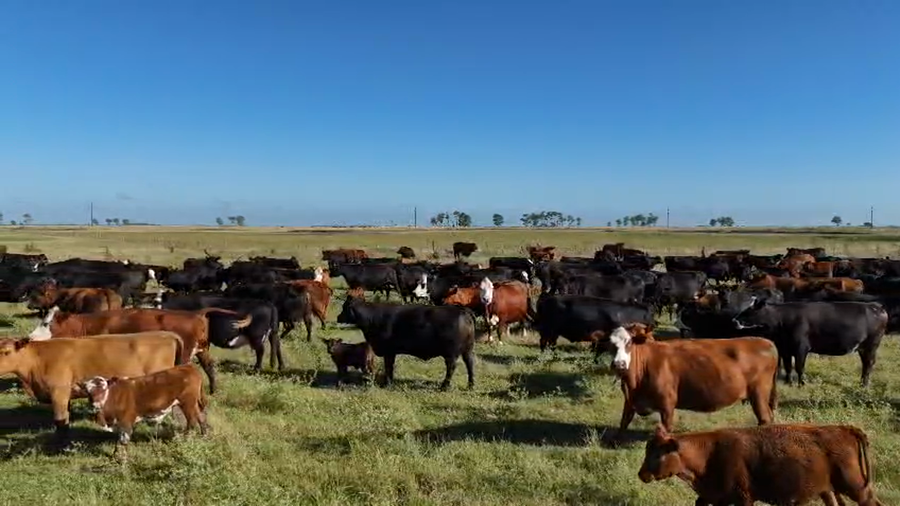 Lote 60 Terneros/as en Gral. Conesa