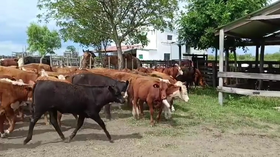 Lote 101 Terneros/as