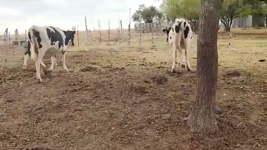 Lote 3 Terneras Holando a remate en Pantalla Camy - Liquidación de Estancia en Chamizo