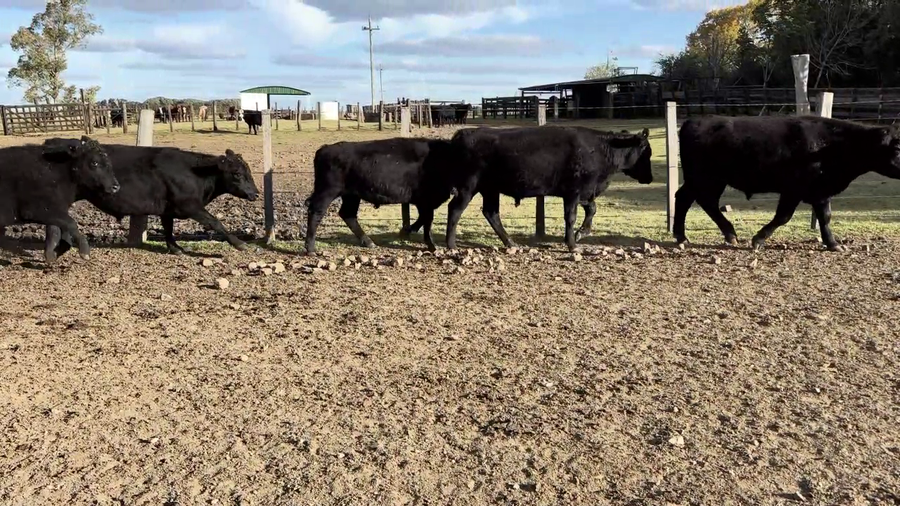 Lote NOVILLOS MAS DE 3 AÑOS