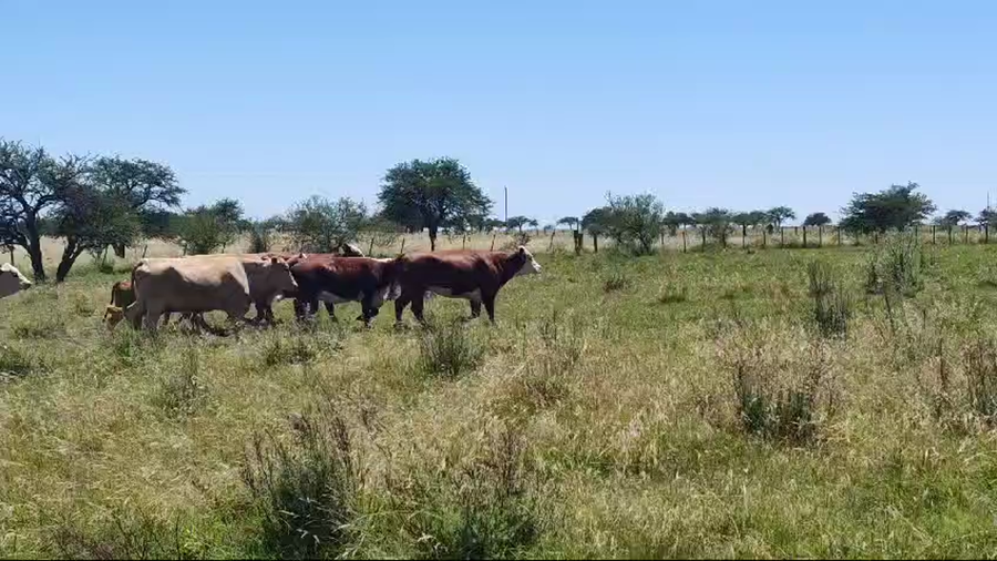 Lote 36 Vacas nuevas Preñadas