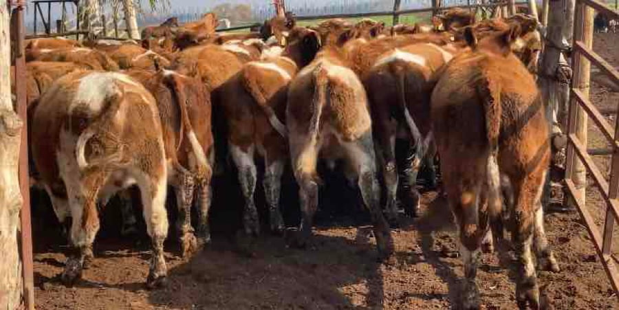 Lote 50 Novillo Engorda en María Pinto, Región Metropolitana