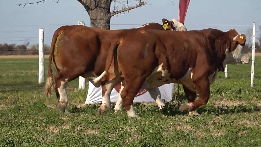 Lote Machos Braford de Don Amado