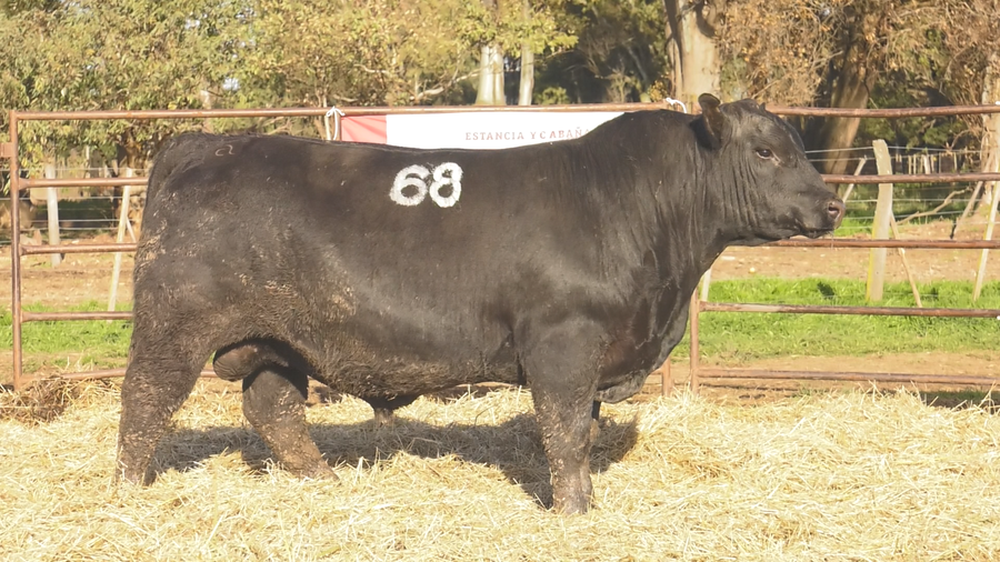 Lote TOROS ANGUS NEGROS  PC