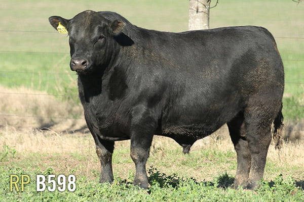 Lote 3 TOROS PUROS DE PEDIGREE