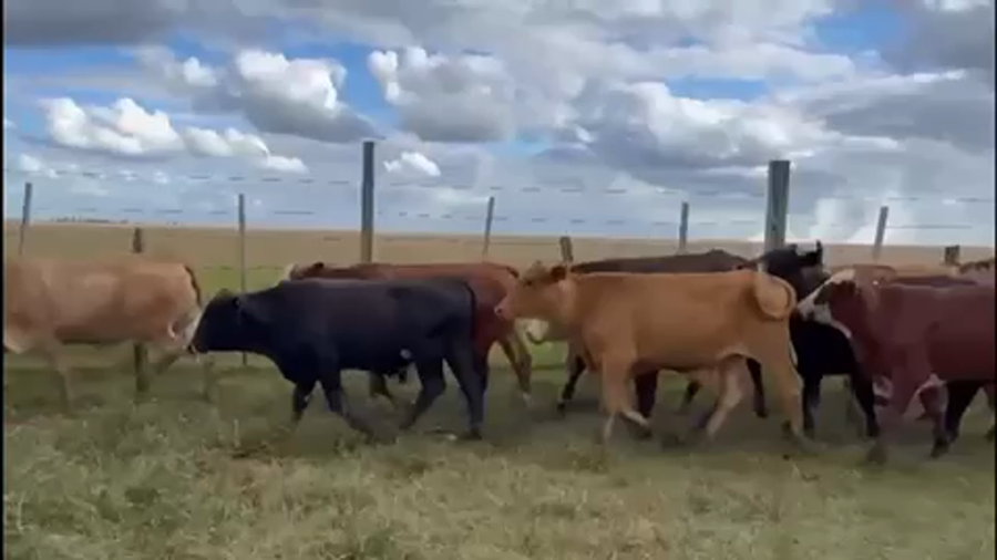 Lote 60 Novillos en Santo Tomé, Corrientes