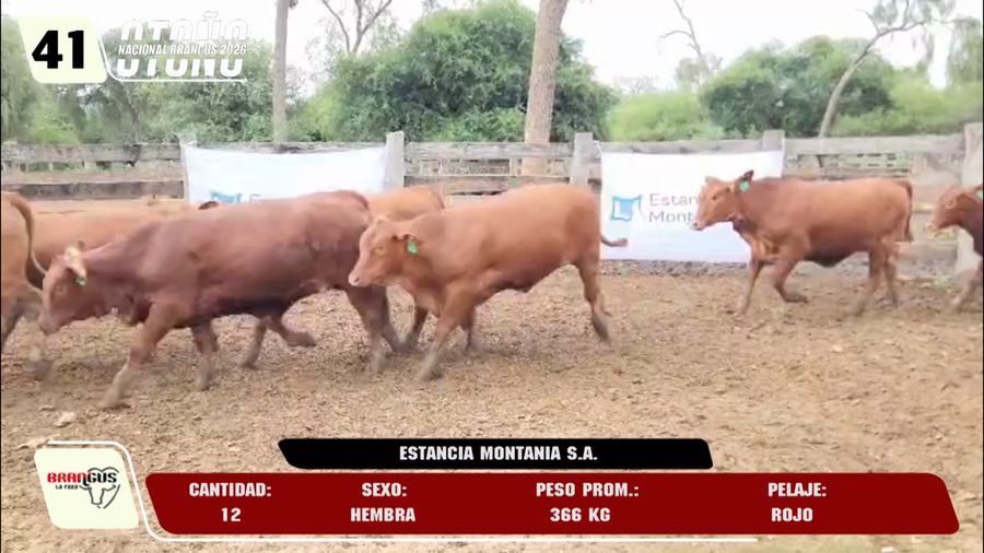 Lote LOTE 41