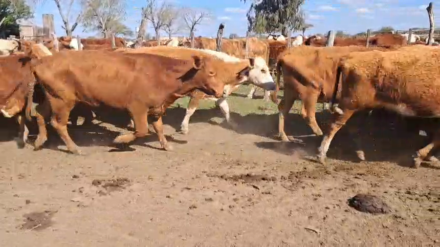 Lote 37 Vacas de invernar