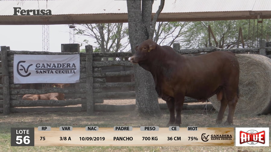 Lote Ganadera Santa Cecilia - Lote 56