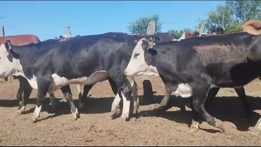 Lote 20 Terneras Braford y sus cruzas en San Justo, Santa Fe