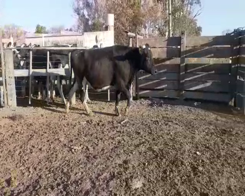 Lote VAQUILLONAS PREÑADAS 3 PERREN C