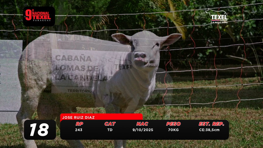 Lote LOTE 18