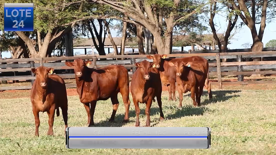 Lote VAQUILLAS BRANGUS PREÑADAS  -LOTE 24