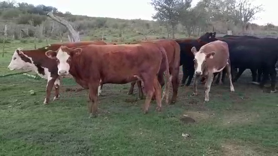 Lote VAQUILLONAS MAS 2 AÑOS