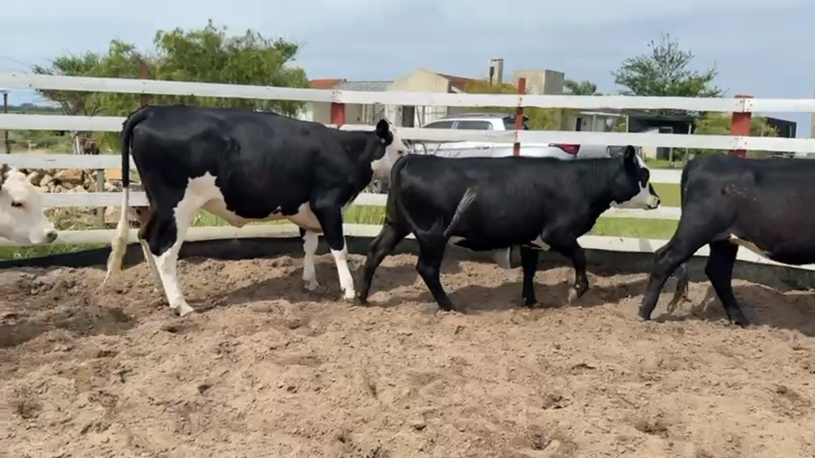 Lote VAQUILLONAS 1 a 2 AÑOS